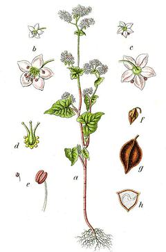 فاگوپیروم - معرفی و خواص گیاهان دارویی